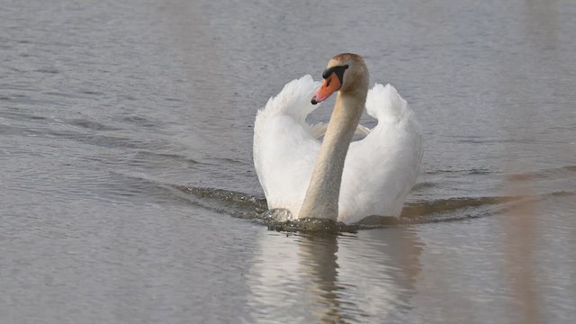 Mute Swan - ML633383957