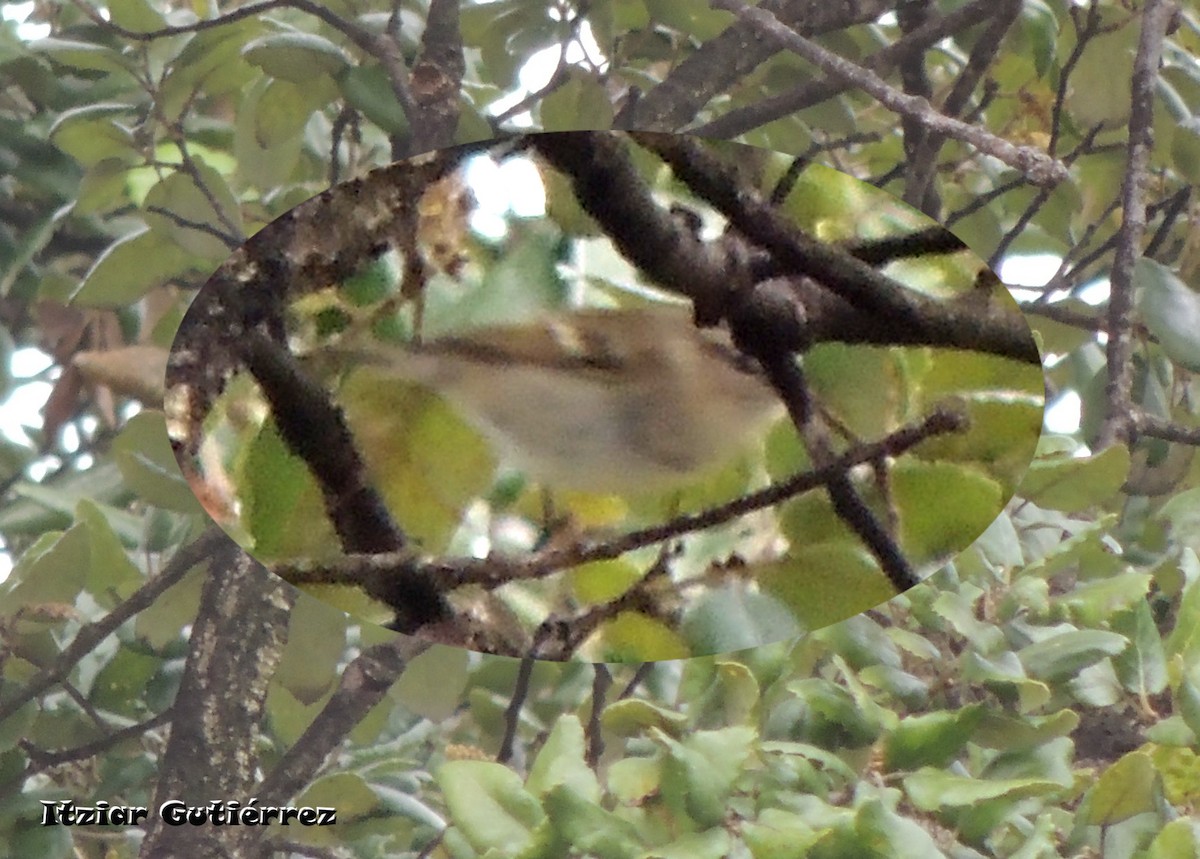 Hume's Warbler - ML633383958
