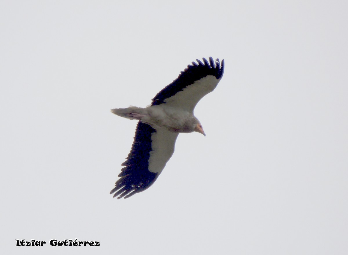 Egyptian Vulture - ML633383967