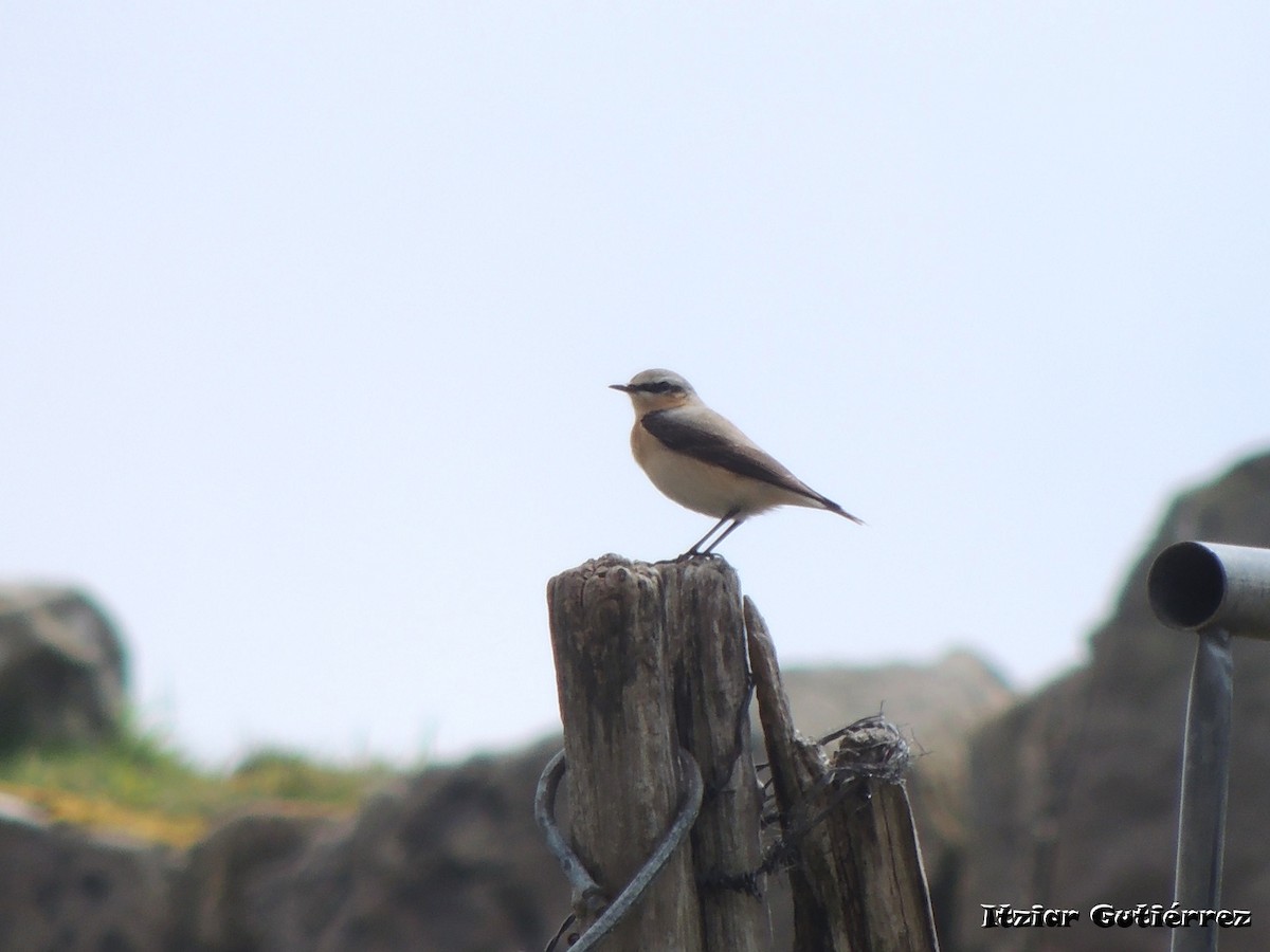 Northern Wheatear - ML633383972