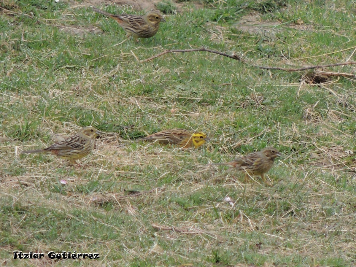 Yellowhammer - ML633383974