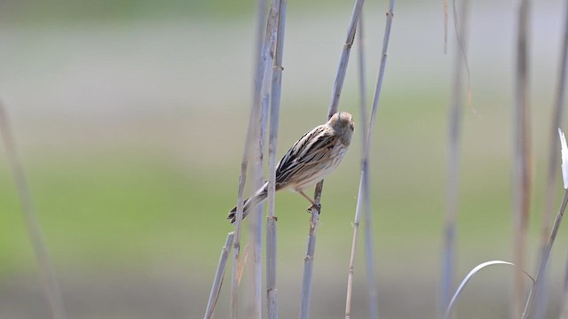 Reed Bunting - ML633383975