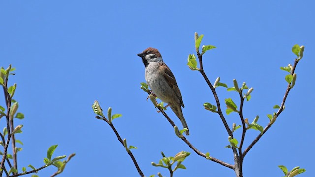 Eurasian Tree Sparrow - ML633383981