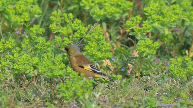 Oriental Greenfinch - ML633384026