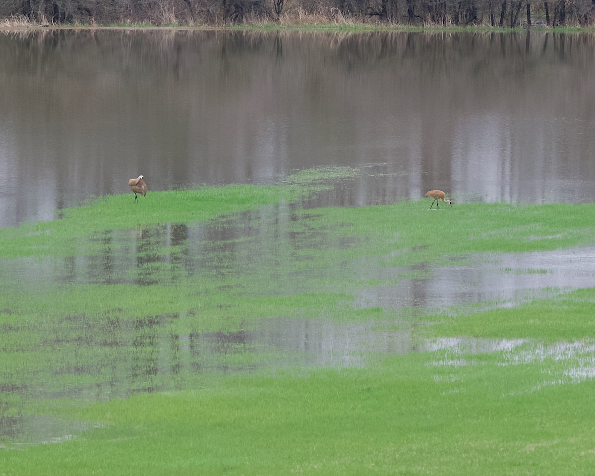 Sandhill Crane - Jon Cefus