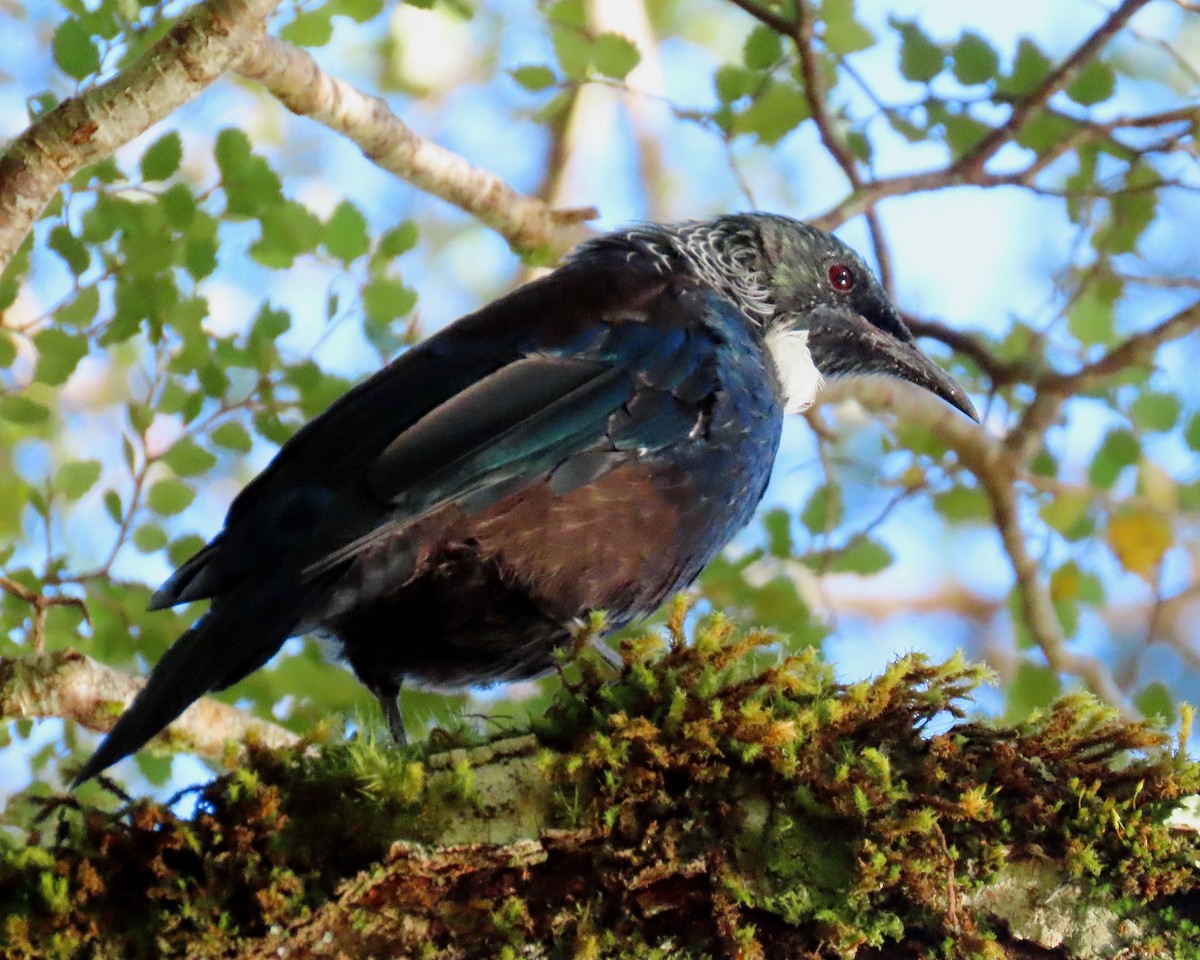 Tui - ML633384497