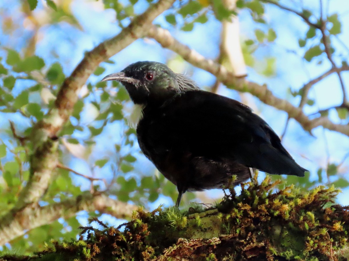 Tui - ML633384498