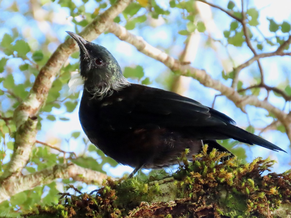 Tui - ML633384499