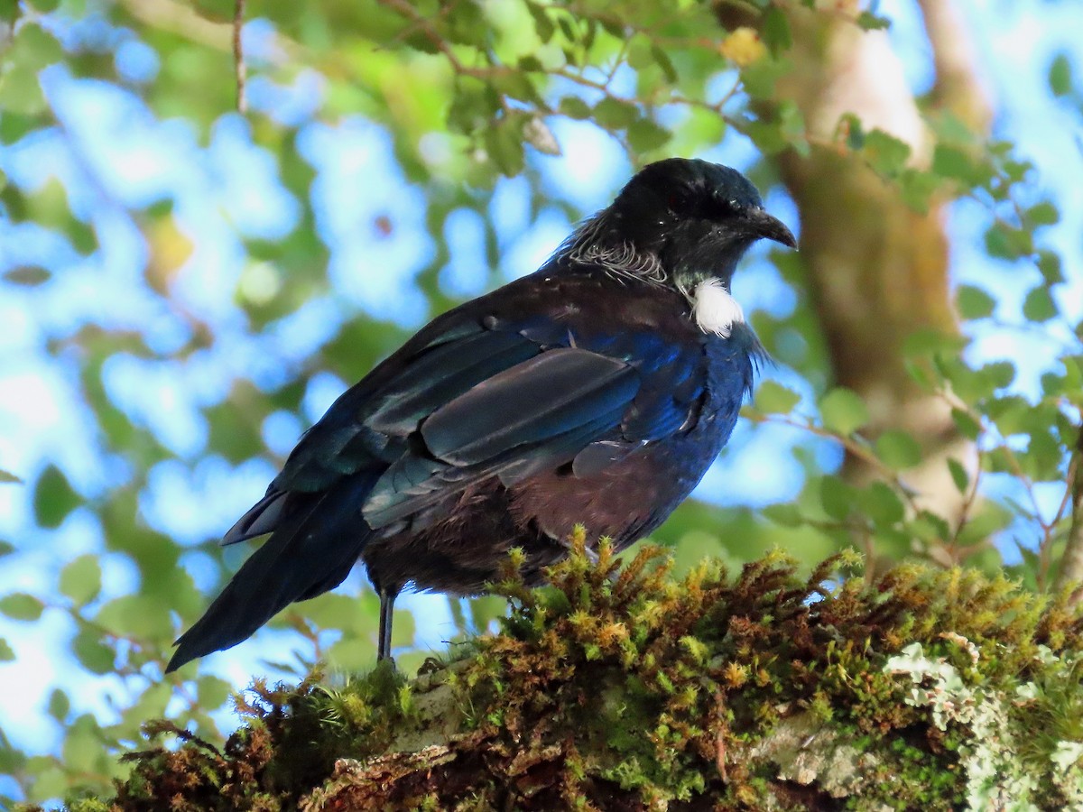 Tui - ML633384501