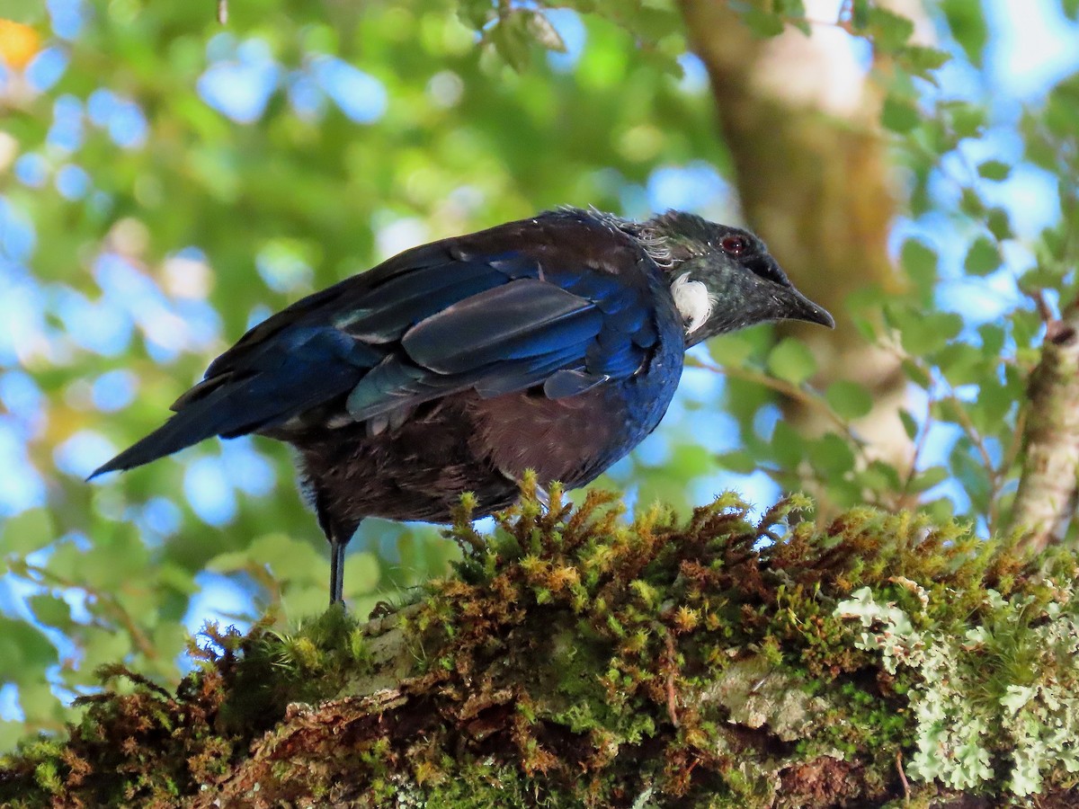 Tui - ML633384502