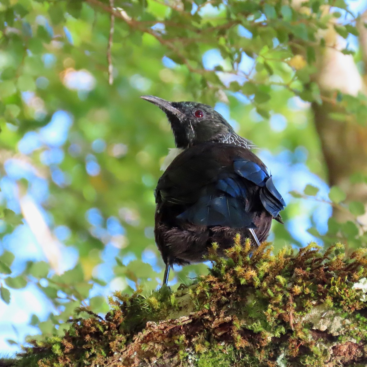 Tui - ML633384503