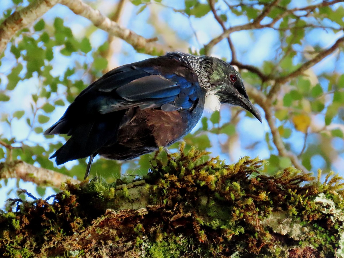 Tui - ML633384504