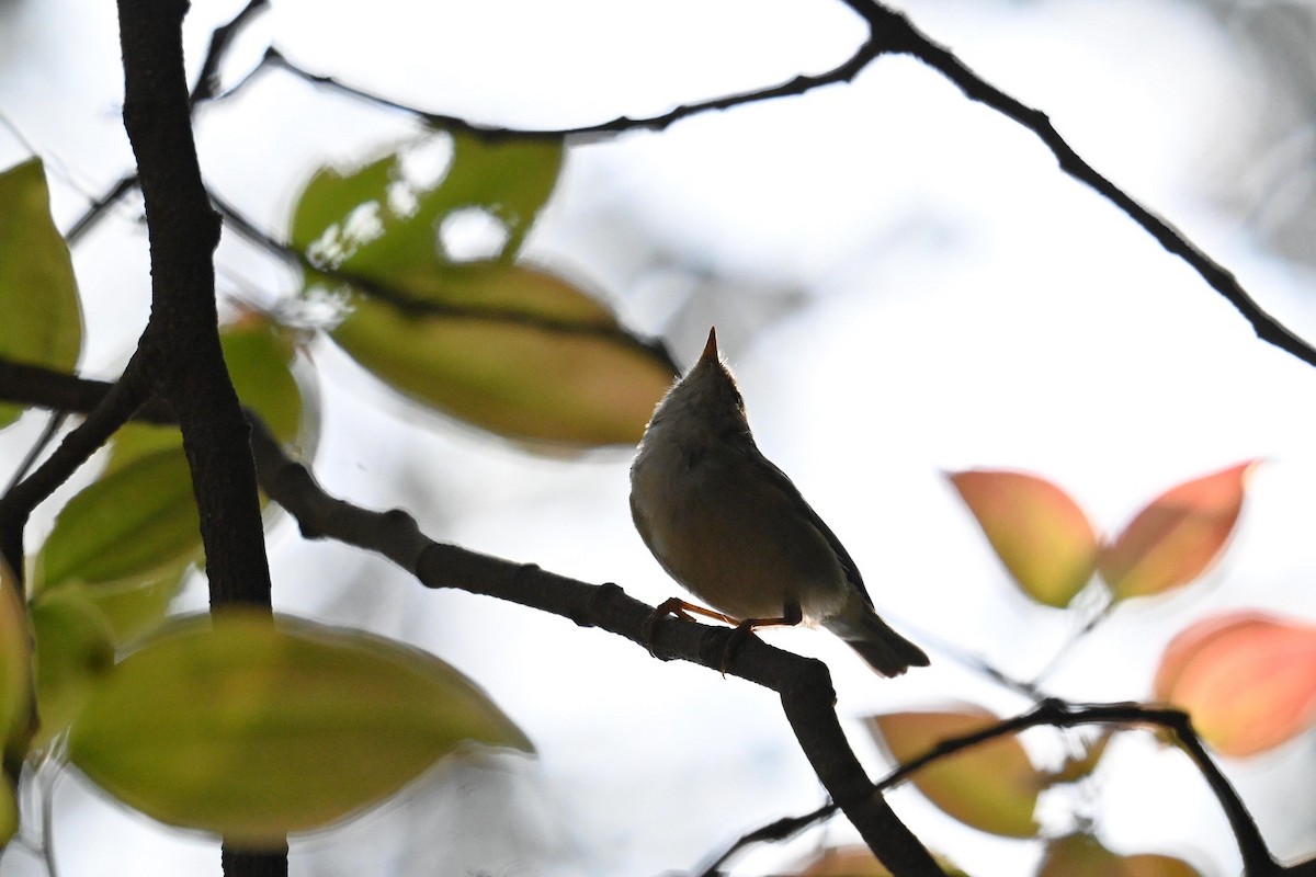 Western Crowned Warbler - ML633384840