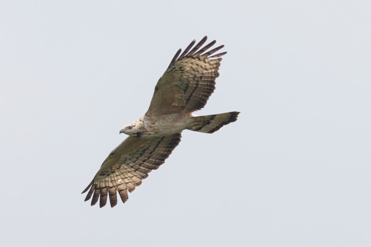 Oriental Honey-buzzard - ML633384903