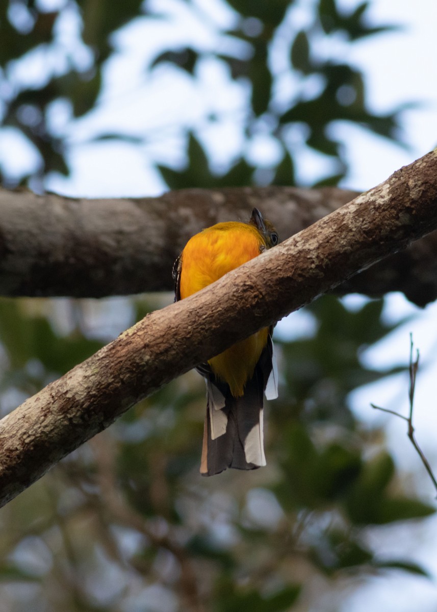 Orange-breasted Trogon - ML633384907