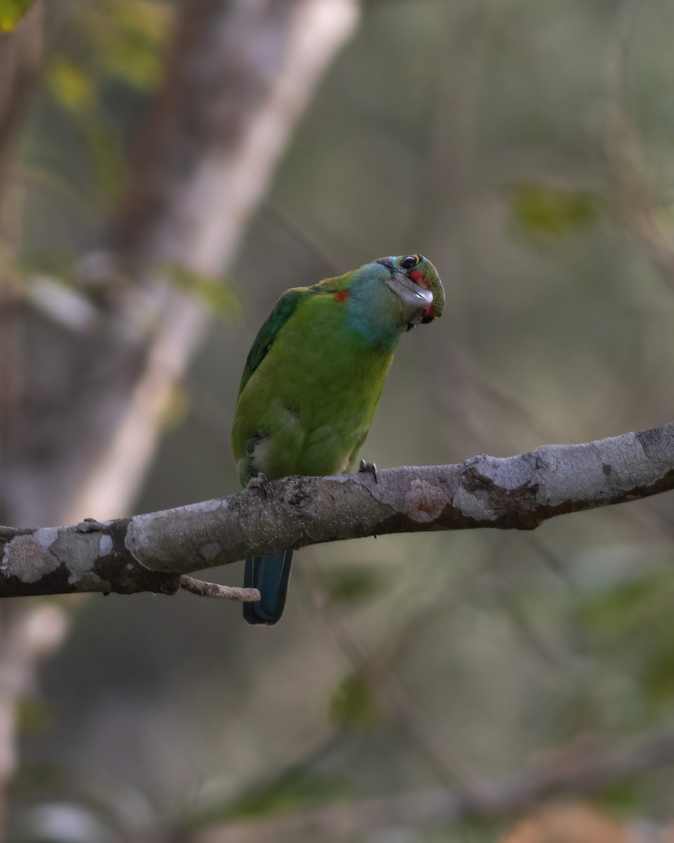 Moustached Barbet - ML633384909