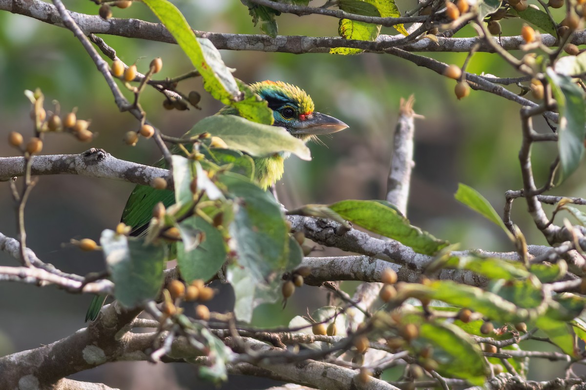 Moustached Barbet - ML633384910