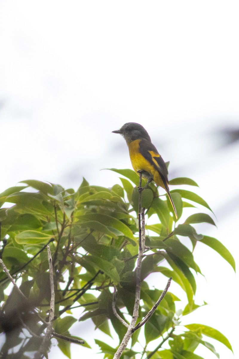 Gray-chinned Minivet - ML633384921