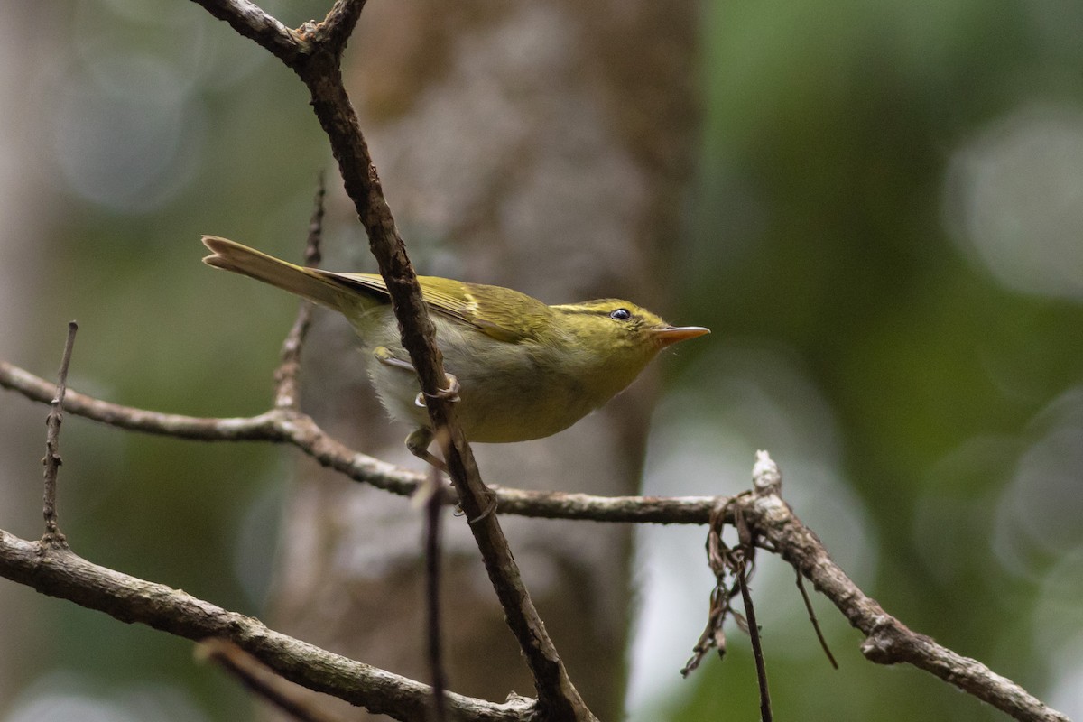 Davison's Leaf Warbler - ML633384934