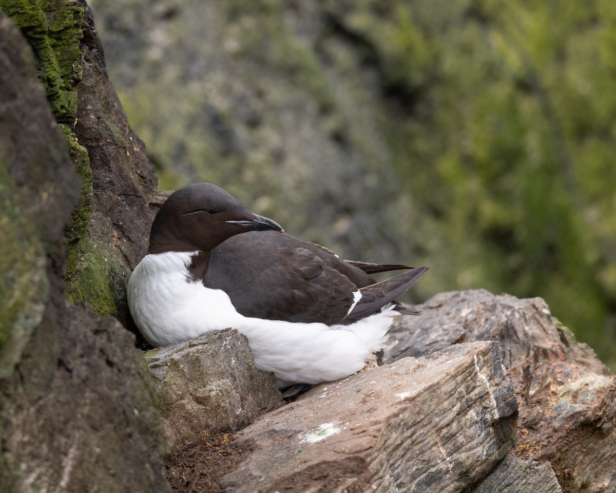 Guillemot de Brünnich - ML633384975