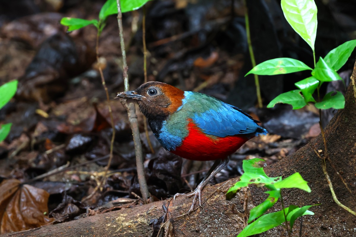 Philippine Pitta (Philippine) - 志民 蘇