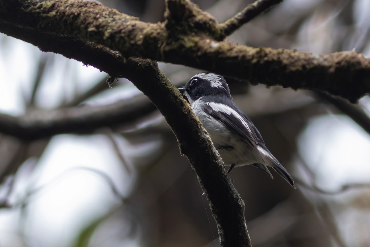 Little Pied Flycatcher - ML633385018