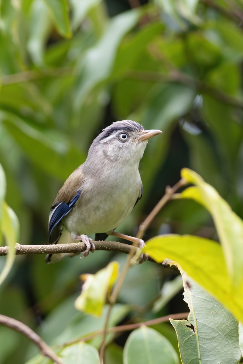 Blue-winged Minla - ML633385050