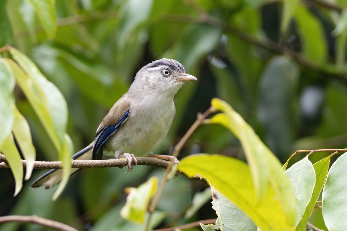 Blue-winged Minla - ML633385051