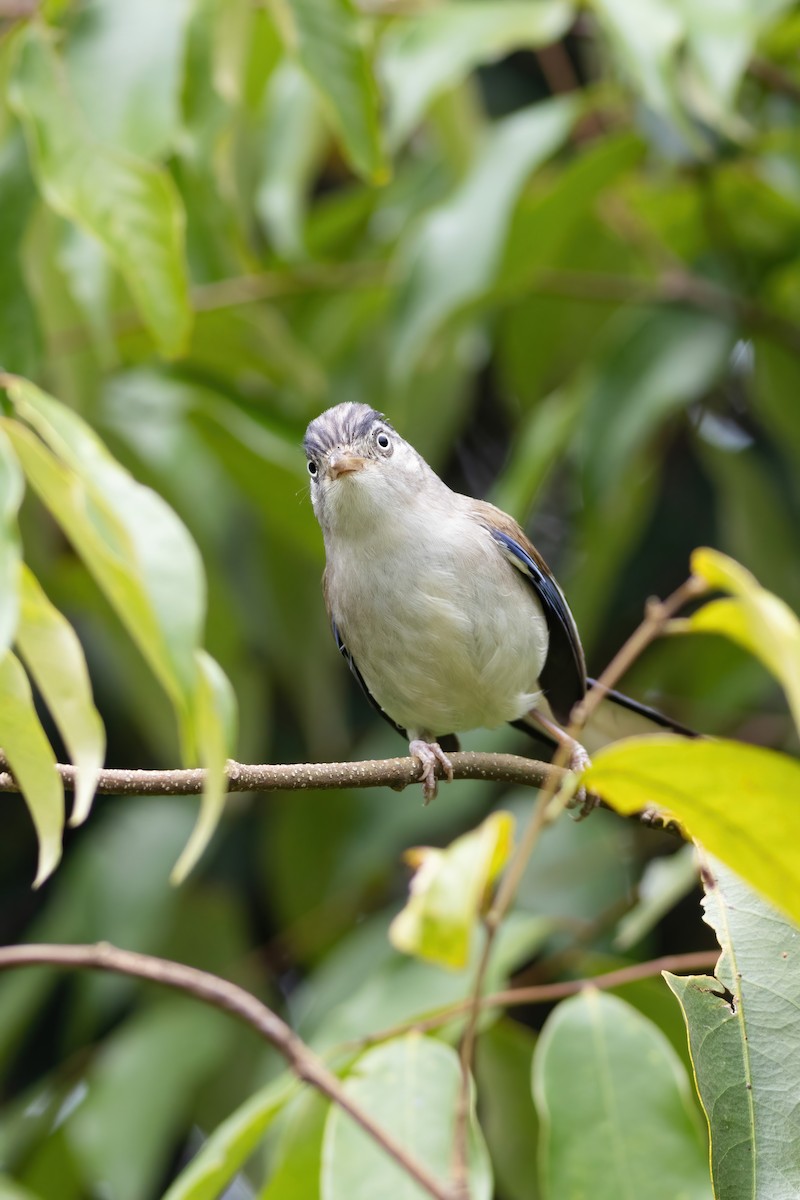 Blue-winged Minla - ML633385052