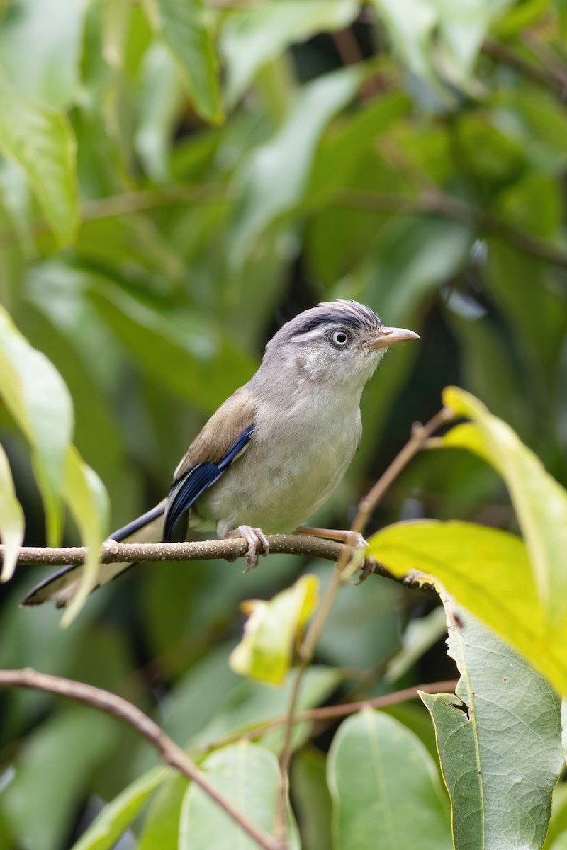 Blue-winged Minla - ML633385053