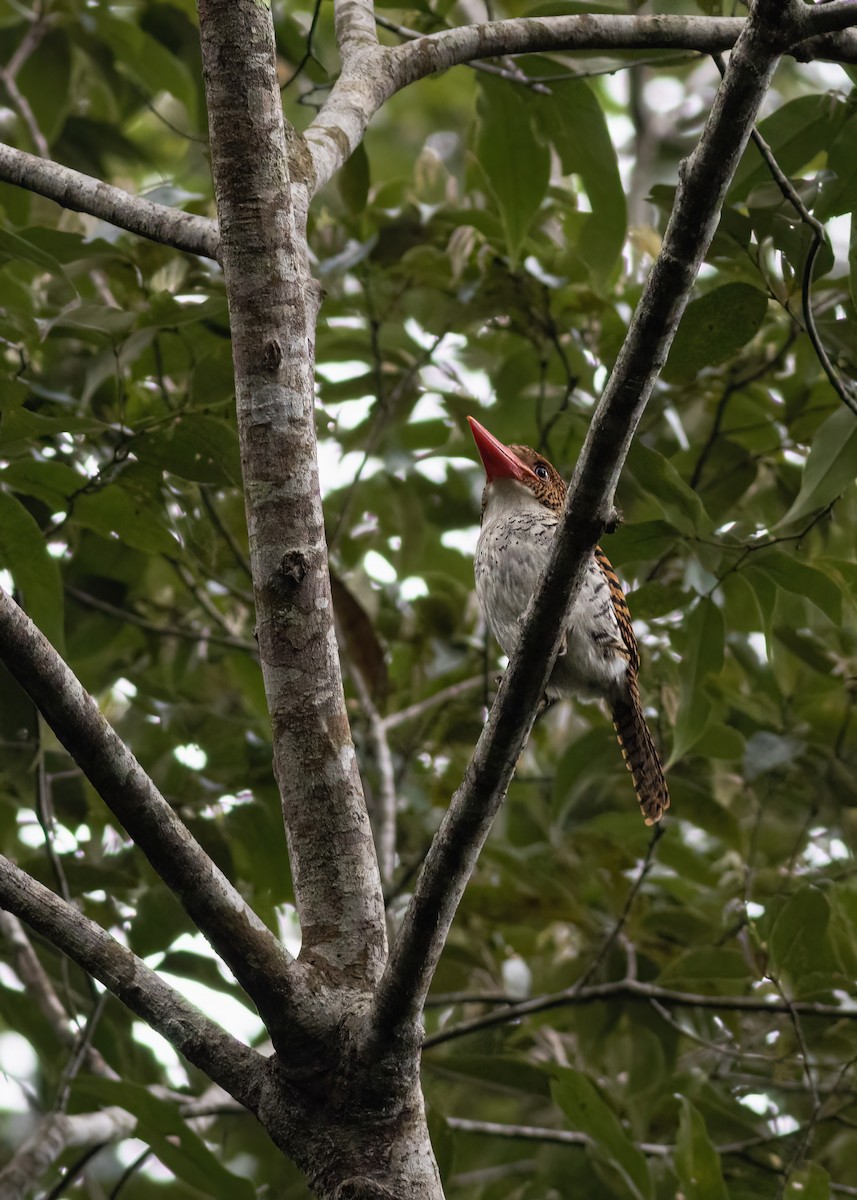 Banded Kingfisher - ML633385118