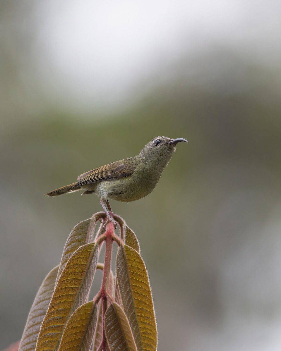 Black-throated Sunbird - ML633385140