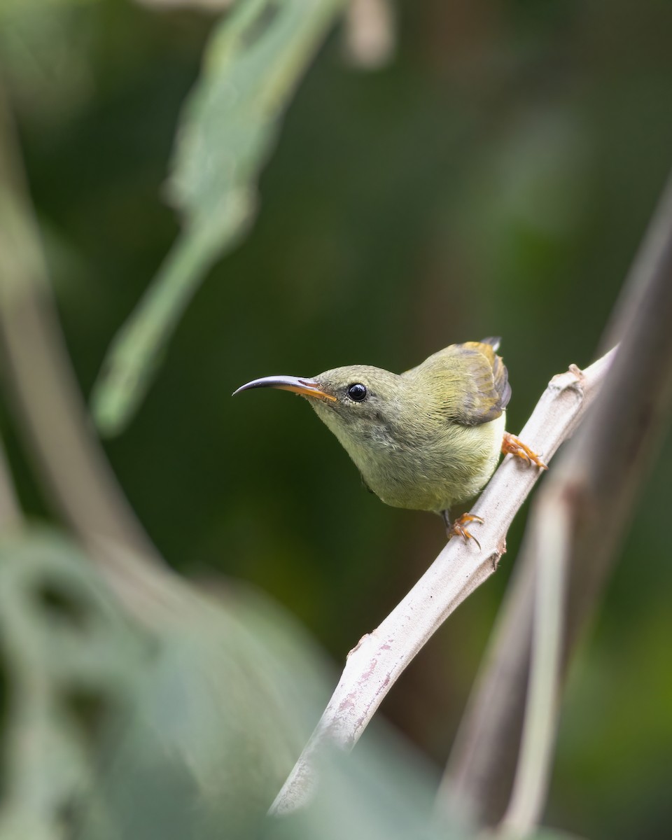 Black-throated Sunbird - ML633385141