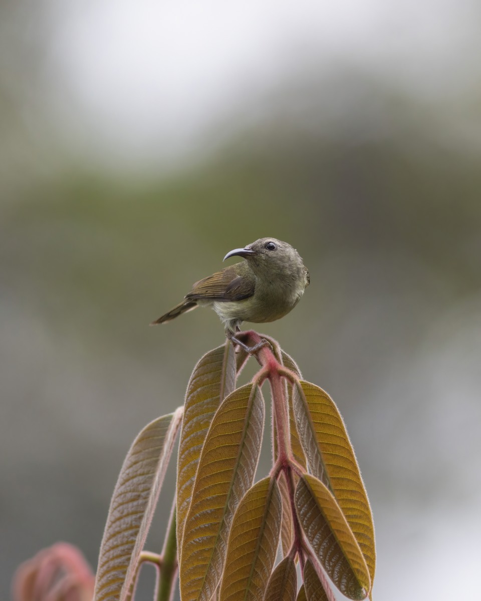 Black-throated Sunbird - ML633385142