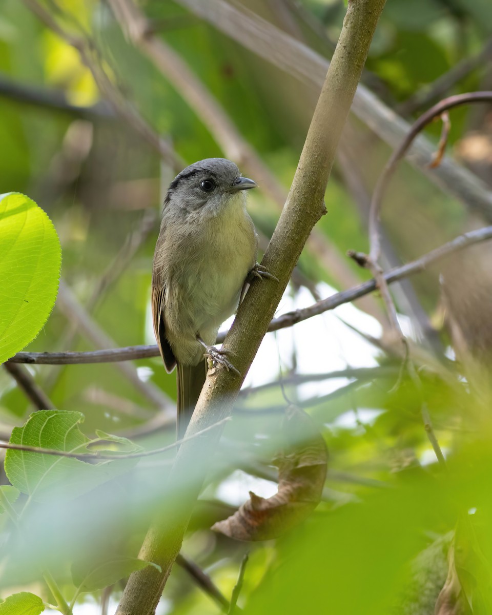 Black-browed Fulvetta - ML633385149