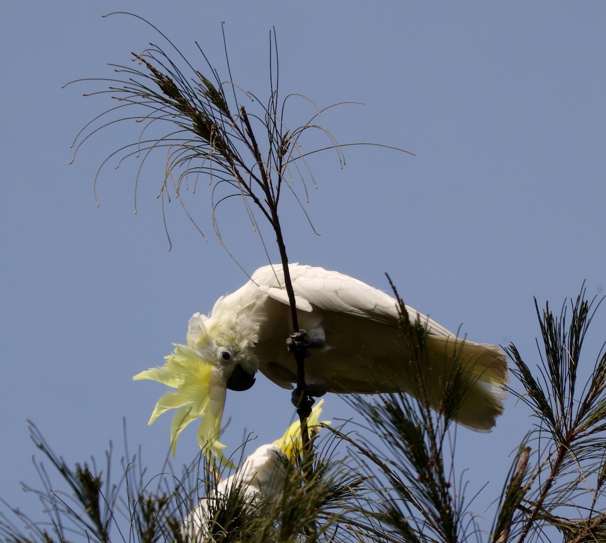 Yellow-crested Cockatoo - ML633385181