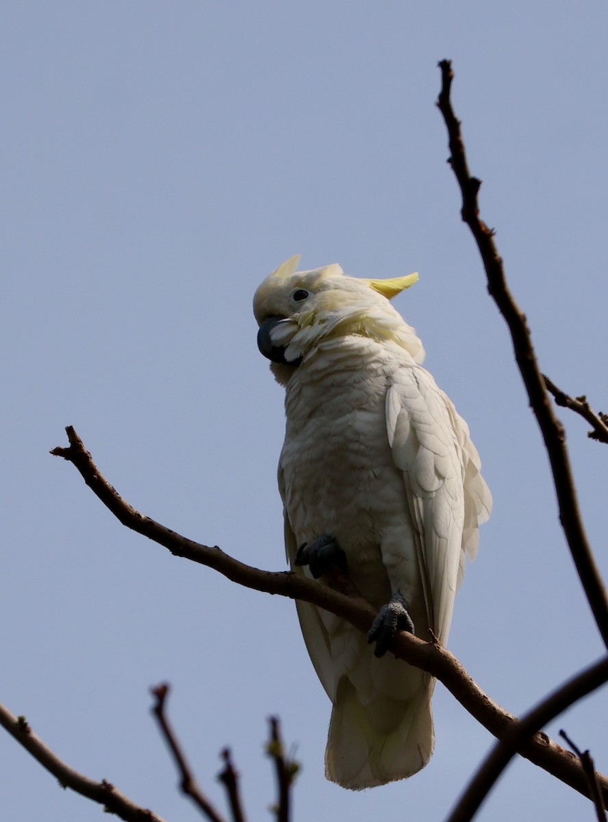 Yellow-crested Cockatoo - ML633385182
