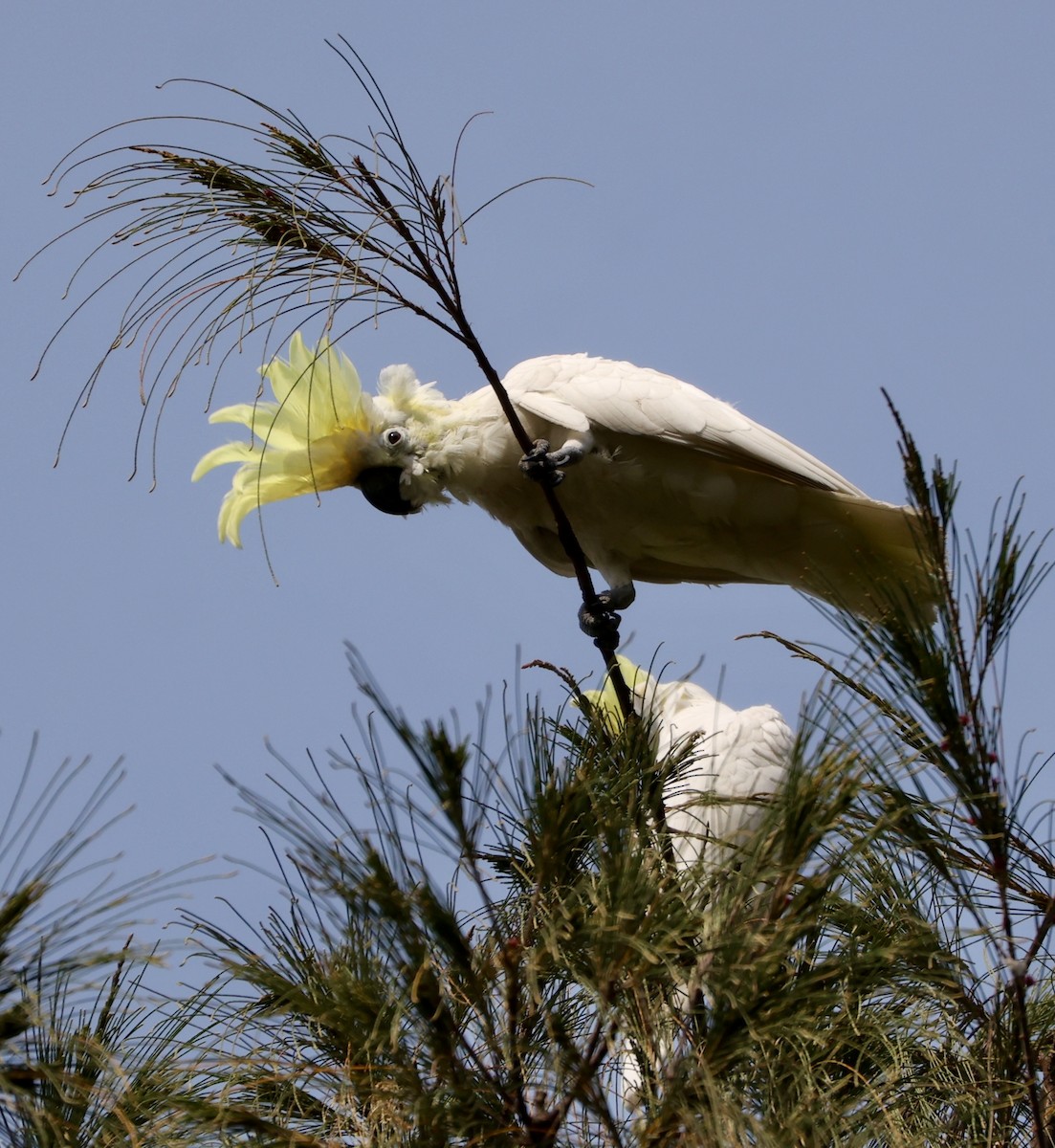 Yellow-crested Cockatoo - ML633385183