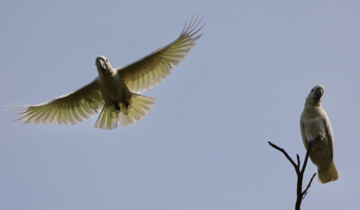 Yellow-crested Cockatoo - ML633385184