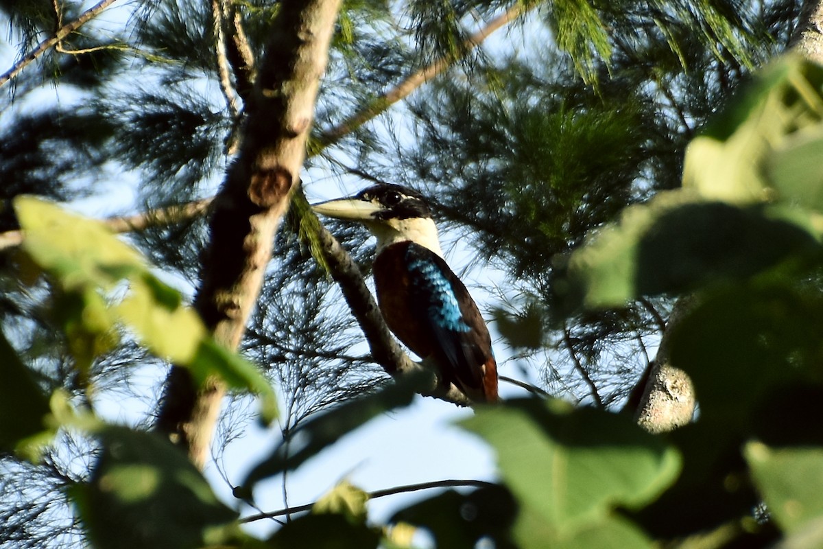 Rufous-bellied Kookaburra - ML633385186