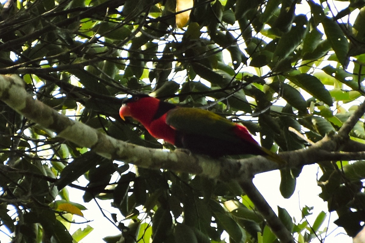 Black-capped Lory - ML633385192