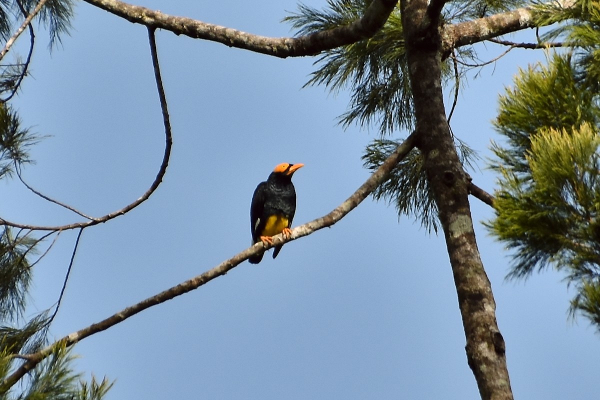 Yellow-faced Myna - ML633385210