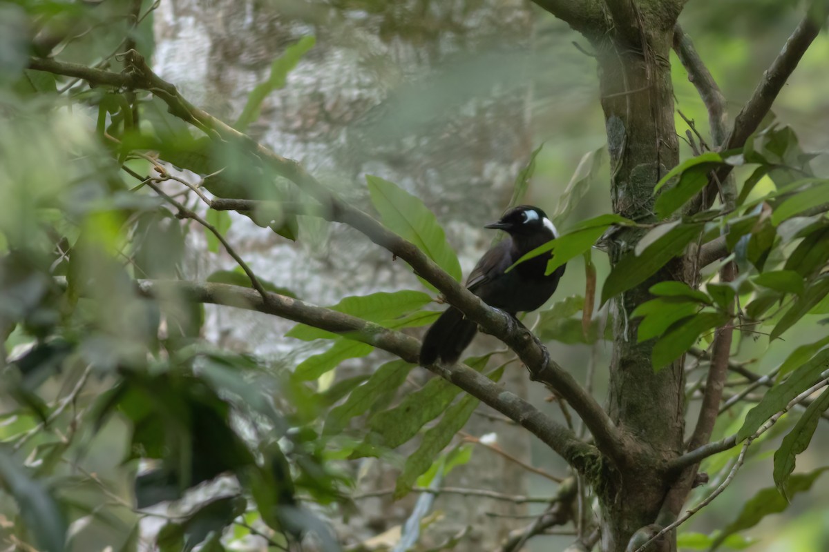 Cambodian Laughingthrush - ML633385217