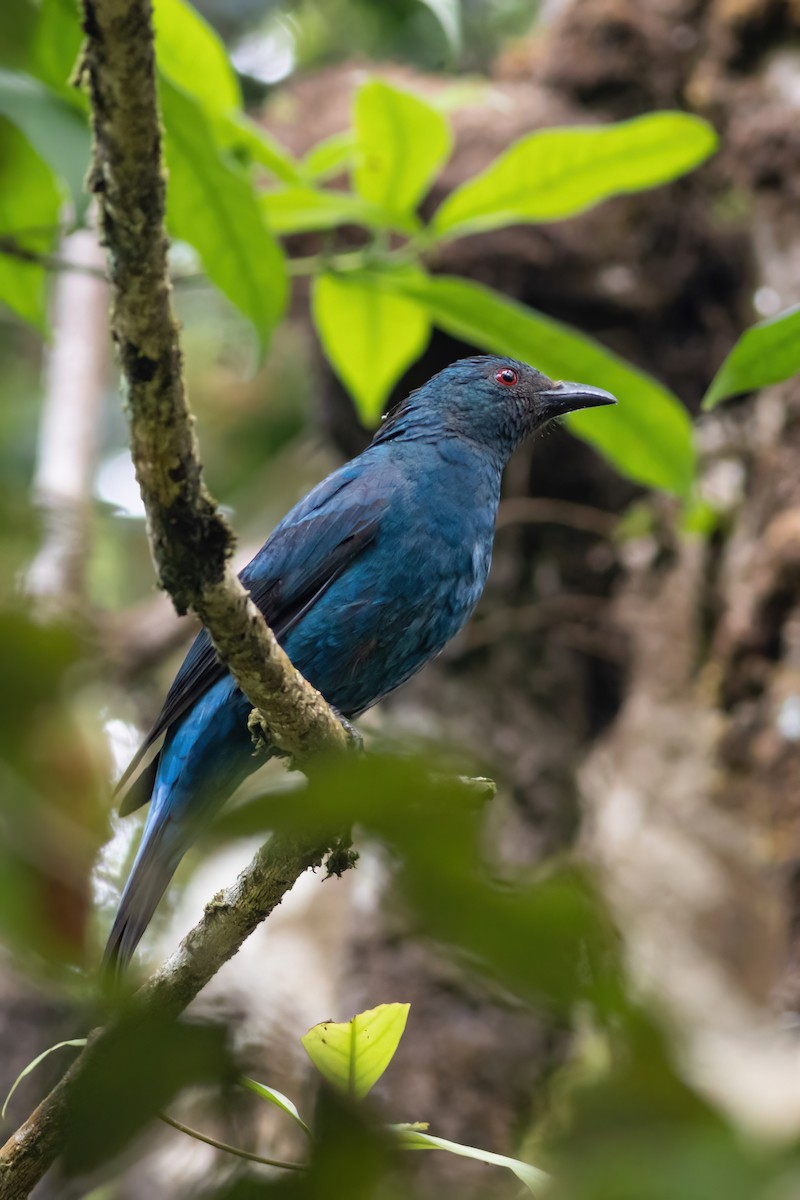 Asian Fairy-bluebird - ML633385219