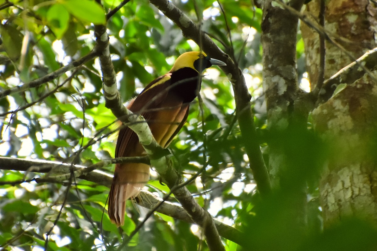 Raggiana Bird-of-Paradise - ML633385221