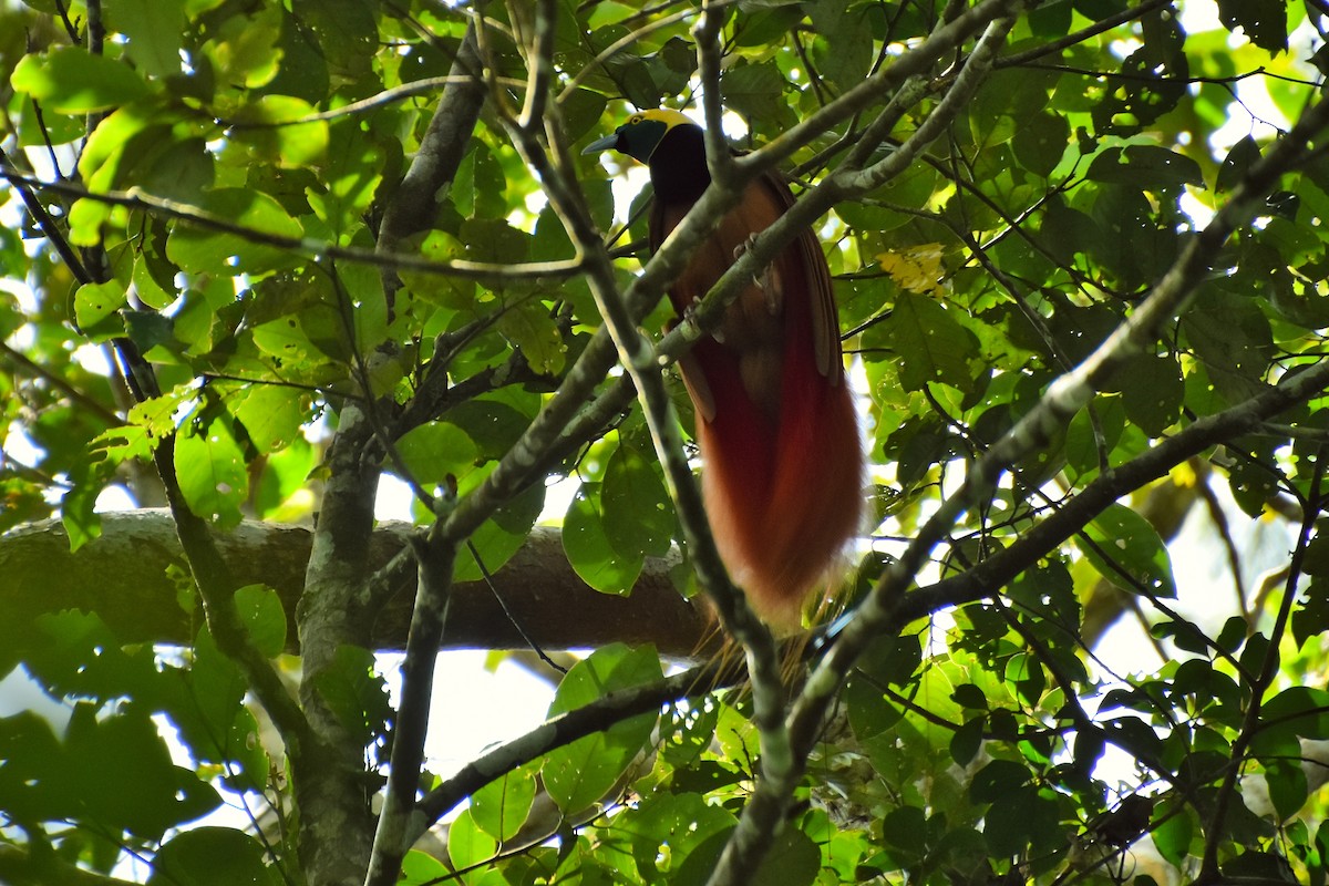 Raggiana Bird-of-Paradise - ML633385223