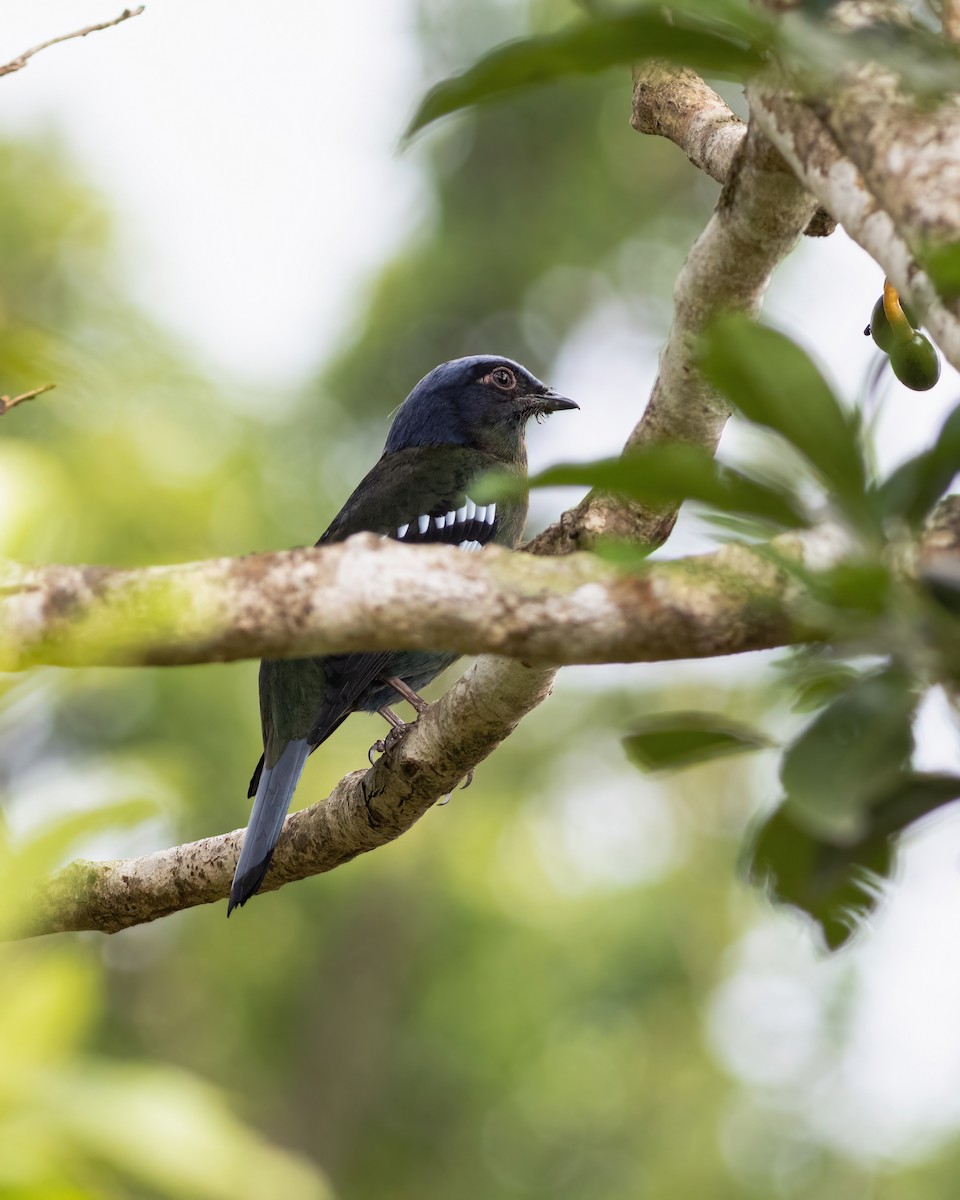 Green Cochoa - ML633385284