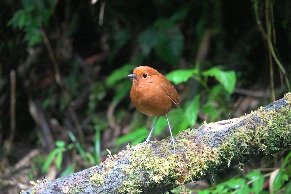 Chami Antpitta - ML633385324