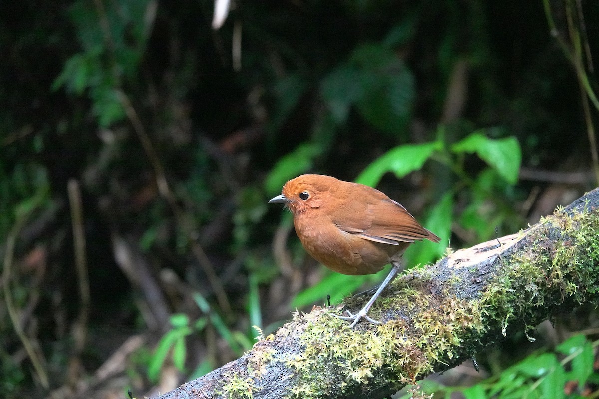 Chami Antpitta - ML633385325
