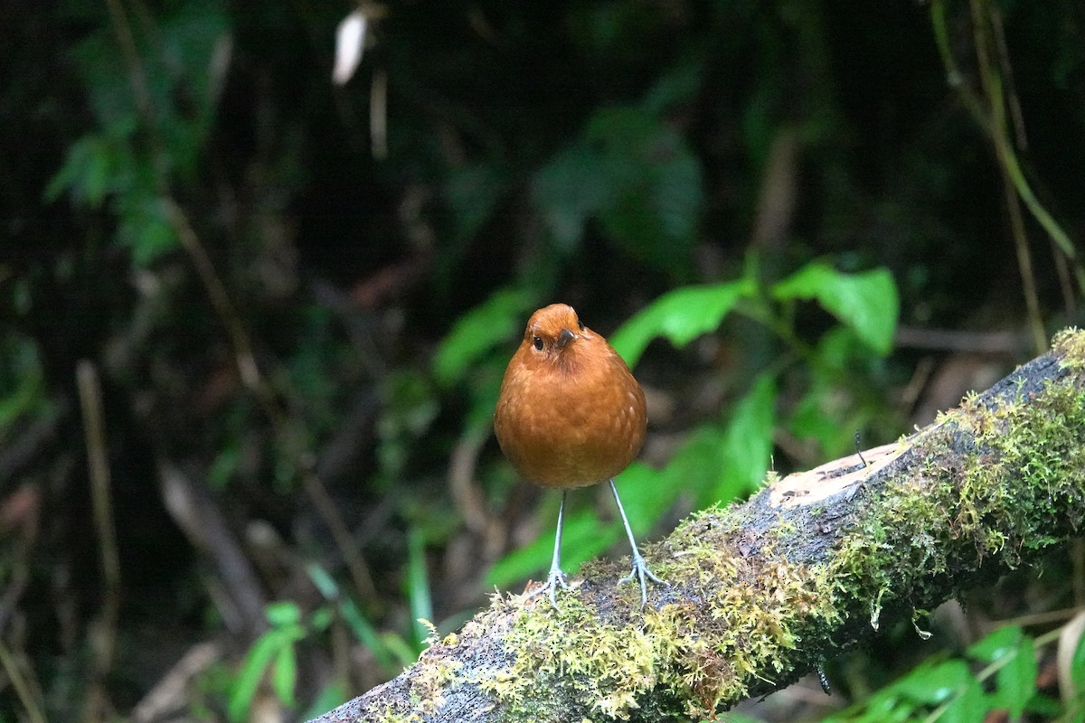 Chami Antpitta - ML633385326